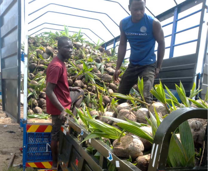 EXIM Bank, PIAA lead nationwide inspection of coconut farms