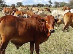 Study Shows Climate-Smart Feeding Systems Can Transform Tanzania’s Beef Sector
