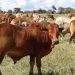 Study Shows Climate-Smart Feeding Systems Can Transform Tanzania’s Beef Sector Study Shows Climate-Smart Feeding Systems Can Transform Tanzania’s Beef Sector