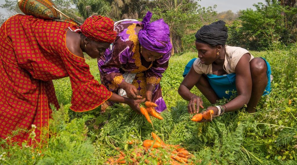 FAO launches International Year of the Woman Farmer 2026 to empower women in agriculture FAO launches International Year of the Woman Farmer 2026 to empower women in agriculture