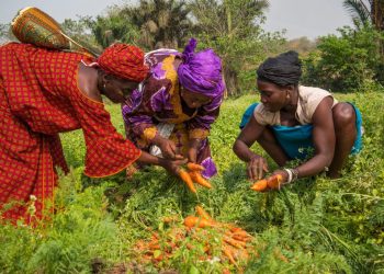 FAO launches International Year of the Woman Farmer 2026 to empower women in agriculture
