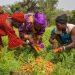 FAO launches International Year of the Woman Farmer 2026 to empower women in agriculture