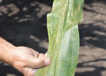 More Inputs Don’t Guarantee Higher Corn Yields – Experts to Farmers