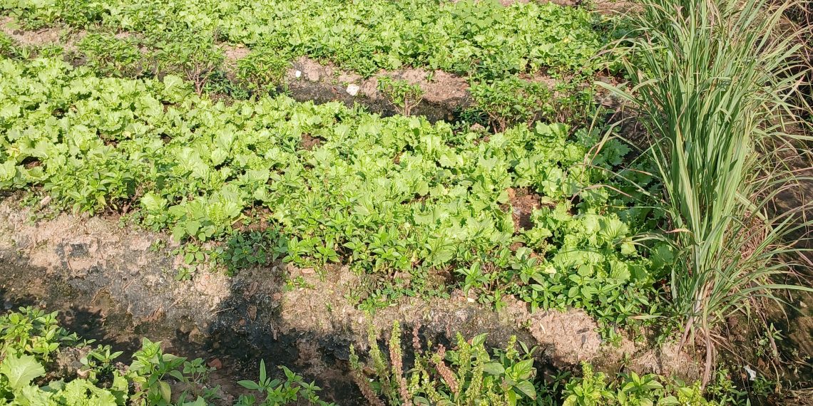 Backyard Farming Promotes Household Food Security; Ghanaians Urged to Practice, Uphold Household Gardening