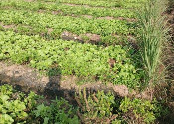 Backyard Farming Promotes Household Food Security; Ghanaians Urged to Practice, Uphold Household Gardening