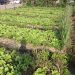 Backyard Farming Promotes Household Food Security; Ghanaians Urged to Practice, Uphold Household Gardening