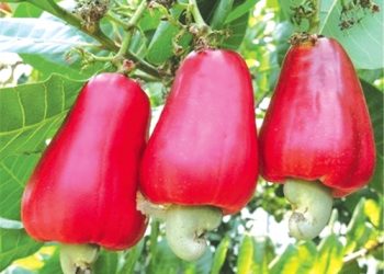 Illegal Cashew Buyers Busted as Regulators Crack Down in West Gonja