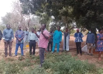 Horticulturists seek gov’t support to tackle root-knot nematode in Upper East