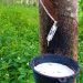 Rubber Farmers Oppose Proposed Ban on Raw Rubber Exports