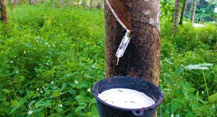 Rubber Farmers Oppose Proposed Ban on Raw Rubber Exports Rubber Farmers Oppose Proposed Ban on Raw Rubber Exports