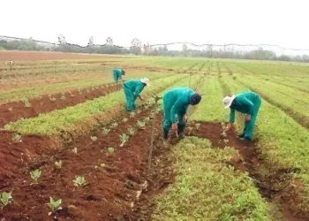 Decentralisation Without Resources: Why Agriculture is Failing at the Local Level