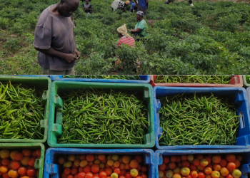 Agribusiness, not gold alone, must anchor nation’s growth