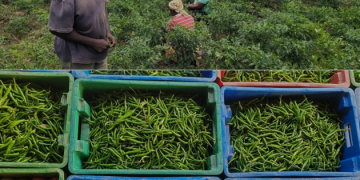 Agribusiness, not gold alone, must anchor nation’s growth