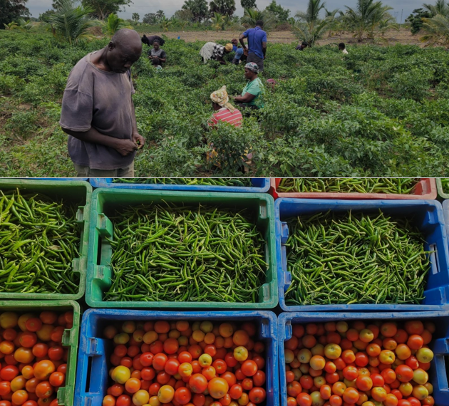 Agribusiness, not gold alone, must anchor nation’s growth