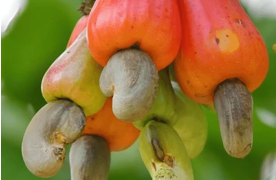 Value chain actors criticize 20% cashew price reduction