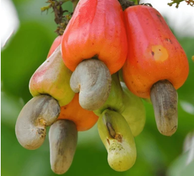 Value chain actors criticize 20% cashew price reduction