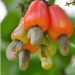 Value chain actors criticize 20% cashew price reduction