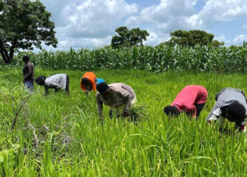 Food Glut Crisis Worsens, as Imports and Policy Delays Threaten Food Security