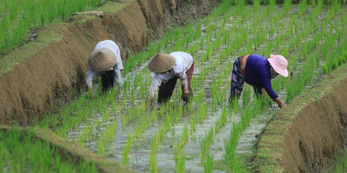 FAO Food Price Index dips in December despite higher world cereal quotations