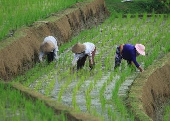 FAO Food Price Index dips in December despite higher world cereal quotations