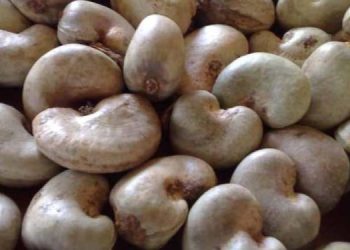 Minimum producer price for raw cashew set at GH¢12 per kilo for the 2025/2026 season