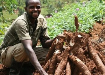 Oti Cassava Farmers Suffer Setbacks as Processed Chips Accumulate