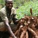 Oti Cassava Farmers Suffer Setbacks as Processed Chips Accumulate
