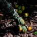 Ivory Coast Will Buy Unsold Cocoa Stocks as Prices Plunge Ivory Coast Will Buy Unsold Cocoa Stocks as Prices Plunge