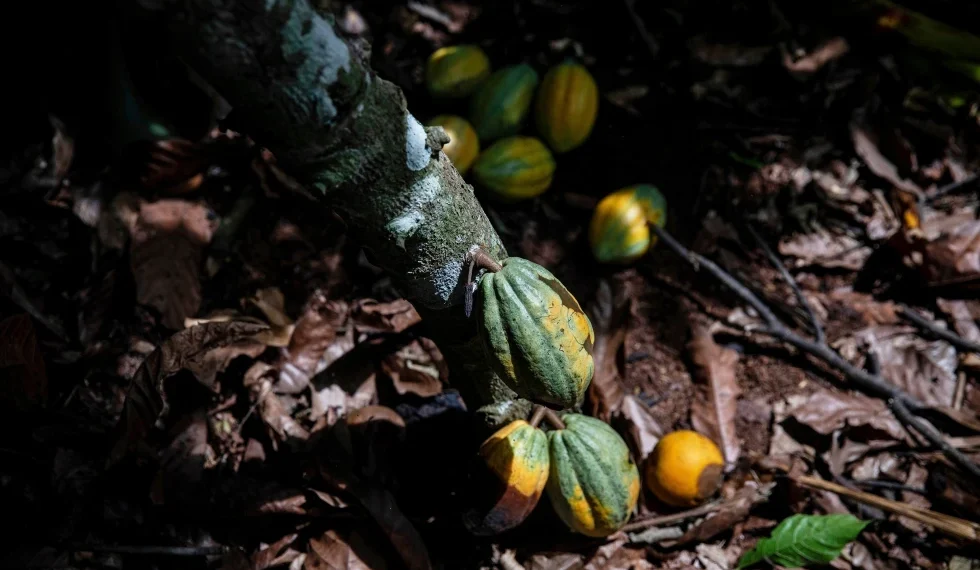 Ivory Coast Will Buy Unsold Cocoa Stocks as Prices Plunge Ivory Coast Will Buy Unsold Cocoa Stocks as Prices Plunge