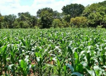 Agriculture growth was 0.9% in 2025, compared to 2.1% in October 2024 – Government Statistician