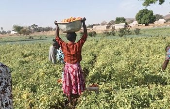 FSRP, FarmMate tomato partnership yields 240 tonnes in Upper East