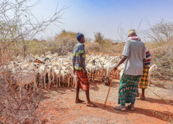 Kenya to establish national animal feed reserves to cushion livestock sector from drought Kenya to establish national animal feed reserves to cushion livestock sector from drought