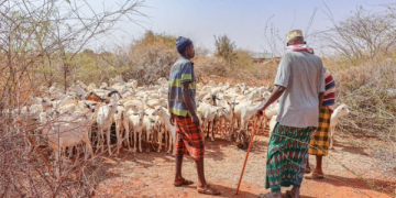 Kenya to establish national animal feed reserves to cushion livestock sector from drought