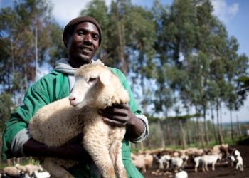 ILRI develops AI-powered chatbot for instant, evidence-based animal health answers ILRI develops AI-powered chatbot for instant, evidence-based animal health answers