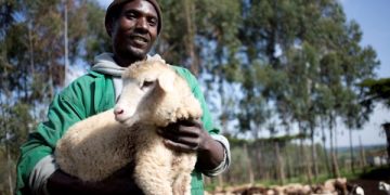 ILRI develops AI-powered chatbot for instant, evidence-based animal health answers