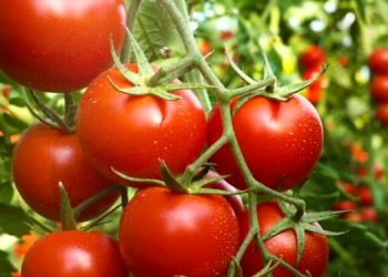 Importation of Tomatoes From Burkina Faso Driving Farmers into Debt