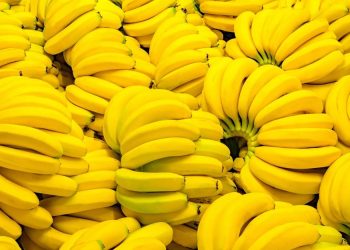 Australia launches research to develop TR4-resistant banana varieties