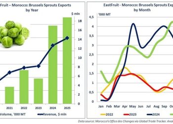 Morocco exports 32,600 tons of Brussels sprouts in record 2025