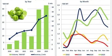 Morocco exports 32,600 tons of Brussels sprouts in record 2025