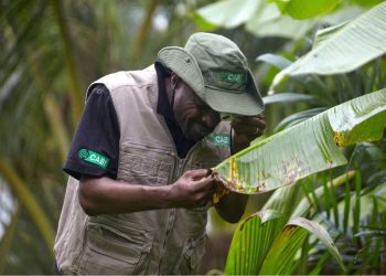Ghana Intensifies Measures to Prevent Banana Bunchy Top Disease