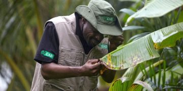 Ghana Intensifies Measures to Prevent Banana Bunchy Top Disease