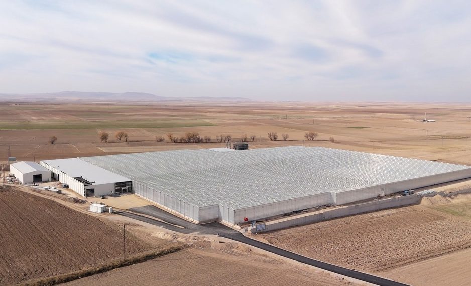 Geothermal greenhouse projects highlight Turkey’s growing focus on EU tomato exports Geothermal greenhouse projects highlight Turkey’s growing focus on EU tomato exports