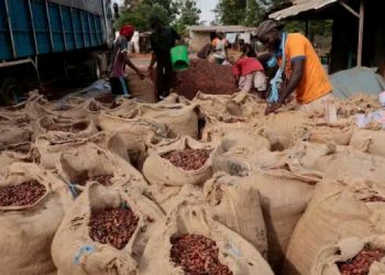 Ivory Coast Cocoa Piles up as Exporters reject Fixed Farmgate Price amid Global Market Slump