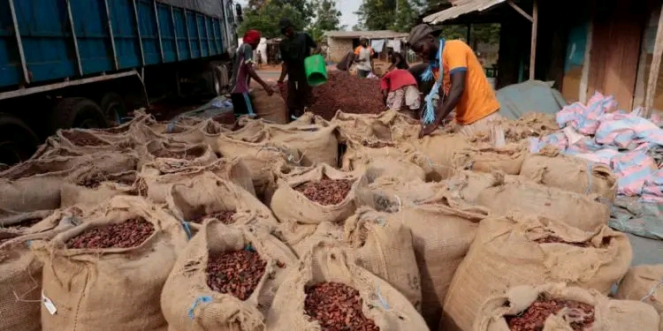 Ivory Coast Cocoa Piles up as Exporters reject Fixed Farmgate Price amid Global Market Slump Ivory Coast Cocoa Piles up as Exporters reject Fixed Farmgate Price amid Global Market Slump