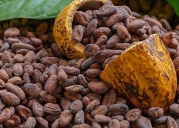 Brazil Suspends Cocoa Imports from Ivory Coast