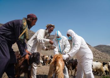Afghanistan: FAO and Asian Development Bank advance 0 million initiative to boost food security and resilience