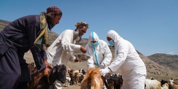 Afghanistan: FAO and Asian Development Bank advance 0 million initiative to boost food security and resilience