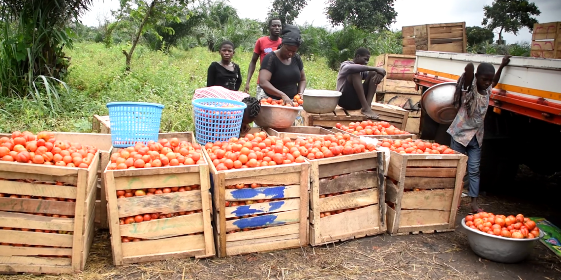 Tomato Traders’ Killings Highlight Fragility of Ghana’s Food Supply Chain – PFAG