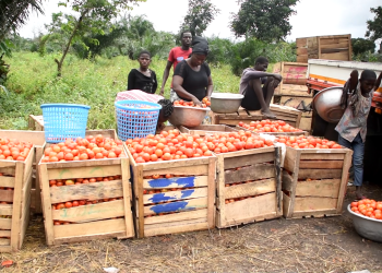 Tomato Traders’ Killings Highlight Fragility of Ghana’s Food Supply Chain – PFAG