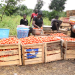 Tomato Traders’ Killings Highlight Fragility of Ghana’s Food Supply Chain – PFAG